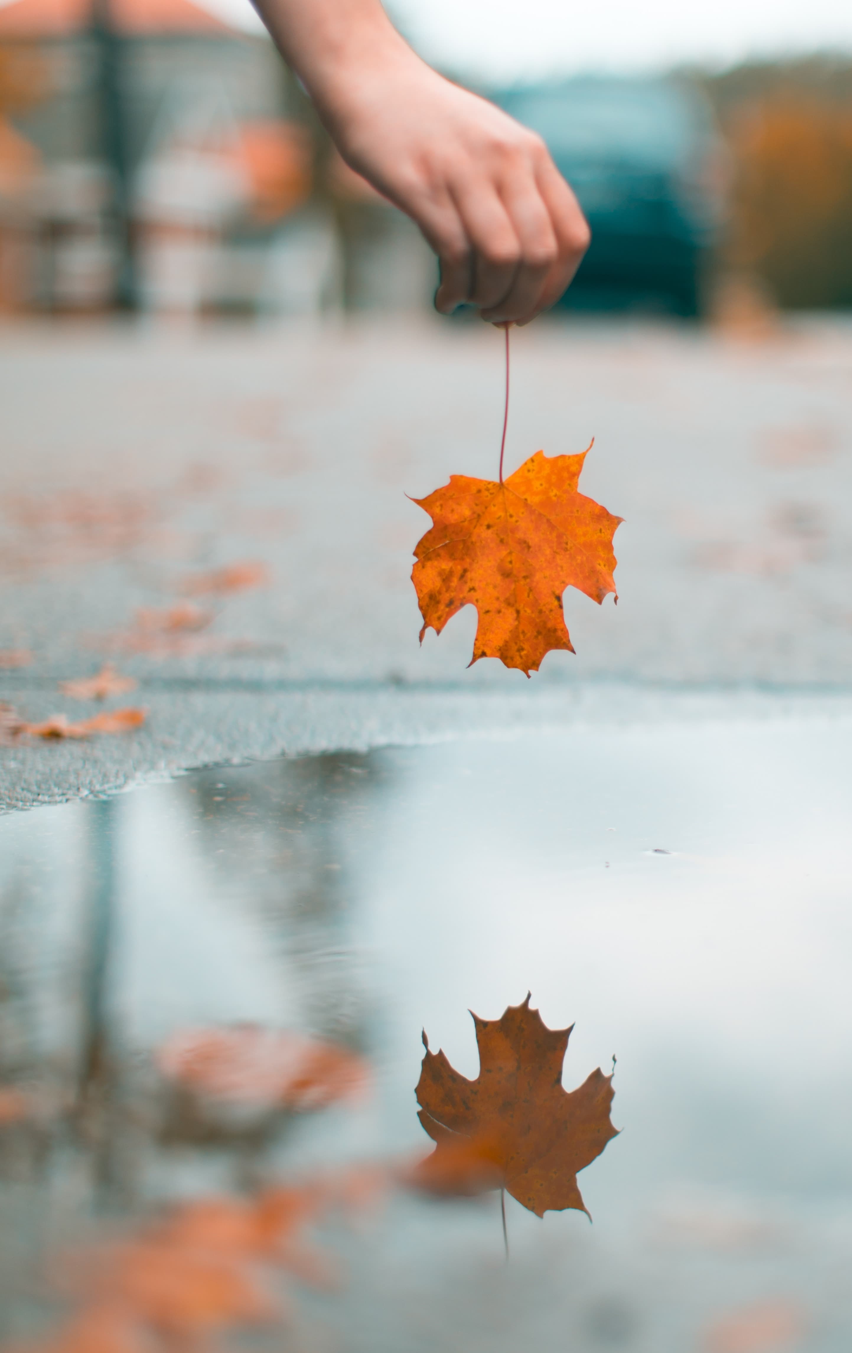 person holding leaf over puddle of water